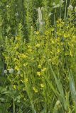 Prairie Loosestrife, Lysimachia quadriflora