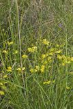 Prairie Loosestrife, Lysimachia quadriflora