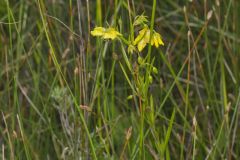 Prairie Loosestrife, Lysimachia quadriflora
