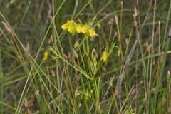 Prairie Loosestrife, Lysimachia quadriflora