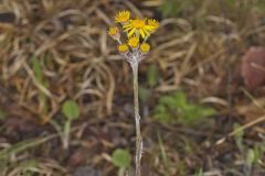 Prairie Ragwort