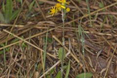 Prairie Ragwort, Packera plattensis Prairie Ragwort, Packera plattensis