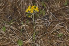 Prairie Ragwort, Packera plattensis Prairie Ragwort, Packera plattensis