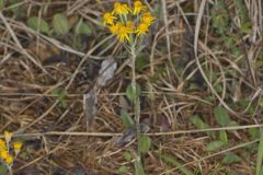 Prairie Ragwort, Packera plattensis