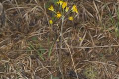 Prairie Ragwort, Packera plattensis Prairie Ragwort, Packera plattensis