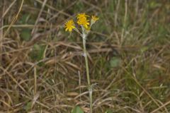Prairie Ragwort, Packera plattensis