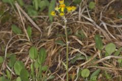 Prairie Ragwort, Packera plattensis Prairie Ragwort, Packera plattensis