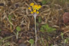 Prairie Ragwort, Packera plattensis Prairie Ragwort, Packera plattensis