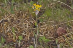 Prairie Ragwort, Packera plattensis Prairie Ragwort, Packera plattensis