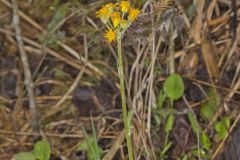 Prairie Ragwort, Packera plattensis Prairie Ragwort, Packera plattensis