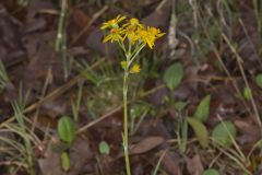 Prairie Ragwort, Packera plattensis Prairie Ragwort, Packera plattensis
