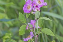Prairie Rose