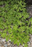 Prairie Tea, Croton monanthogynus