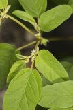 Prairie Tea, Croton monanthogynus