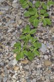 Prairie Tea, Croton monanthogynus