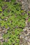 Prairie Tea, Croton monanthogynus