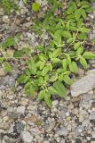 Prairie Tea, Croton monanthogynus