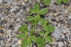 Prairie Tea, Croton monanthogynus
