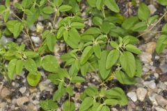 Prairie Tea, Croton monanthogynus