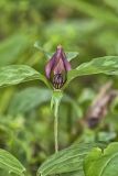 Prairie Trillium, Trillium recurvatum