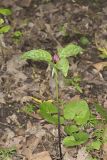 Prairie Trillium, Trillium recurvatum