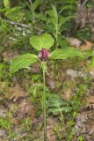 Prairie Trillium, Trillium recurvatum