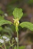 Prairie Trillium, Trillium recurvatum