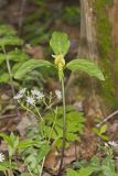 Prairie Trillium, Trillium recurvatum
