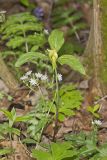 Prairie Trillium, Trillium recurvatum