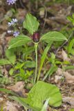 Prairie Trillium, Trillium recurvatum