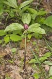 Prairie Trillium, Trillium recurvatum