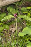 Prairie Trillium, Trillium recurvatum