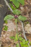 Prairie Trillium, Trillium recurvatum