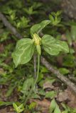 Prairie Trillium, Trillium recurvatum