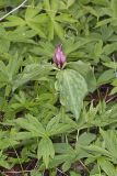 Prairie Trillium, Trillium recurvatum