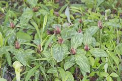 Prairie Trillium, Trillium recurvatum