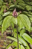 Prairie Trillium, Trillium recurvatum