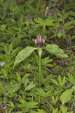 Prairie Trillium, Trillium recurvatum