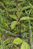 Prairie Trillium, Trillium recurvatum