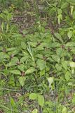 Prairie Trillium, Trillium recurvatum
