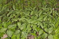 Prairie Trillium, Trillium recurvatum