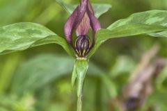 Prairie Trillium, Trillium recurvatum