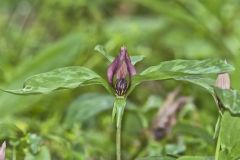 Prairie Trillium, Trillium recurvatum
