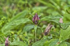 Prairie Trillium, Trillium recurvatum