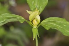 Prairie Trillium, Trillium recurvatum