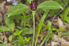 Prairie Trillium, Trillium recurvatum