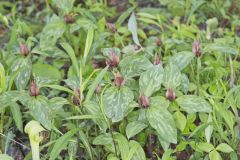 Prairie Trillium, Trillium recurvatum