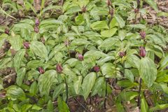 Prairie Trillium, Trillium recurvatum