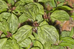 Prairie Trillium, Trillium recurvatum