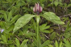 Prairie Trillium, Trillium recurvatum